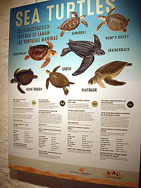 Sea turtle Poster